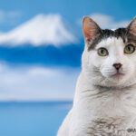 写真展　岩合光昭の日本ねこ歩き（同時開催：迫田岳臣　古代ガラス復元への挑戦）